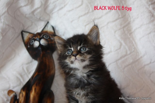 blackwolfe5tygod